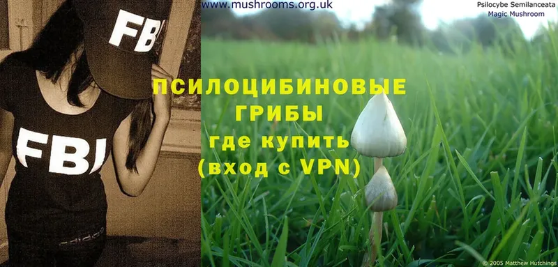 где найти   Новоалександровск  Псилоцибиновые грибы Magic Shrooms 